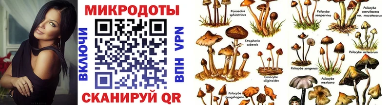 Псилоцибиновые грибы Psilocybe  Щучье 